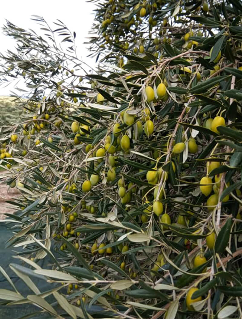 Olivový olej extra panenský z Řecka Vital Country 4